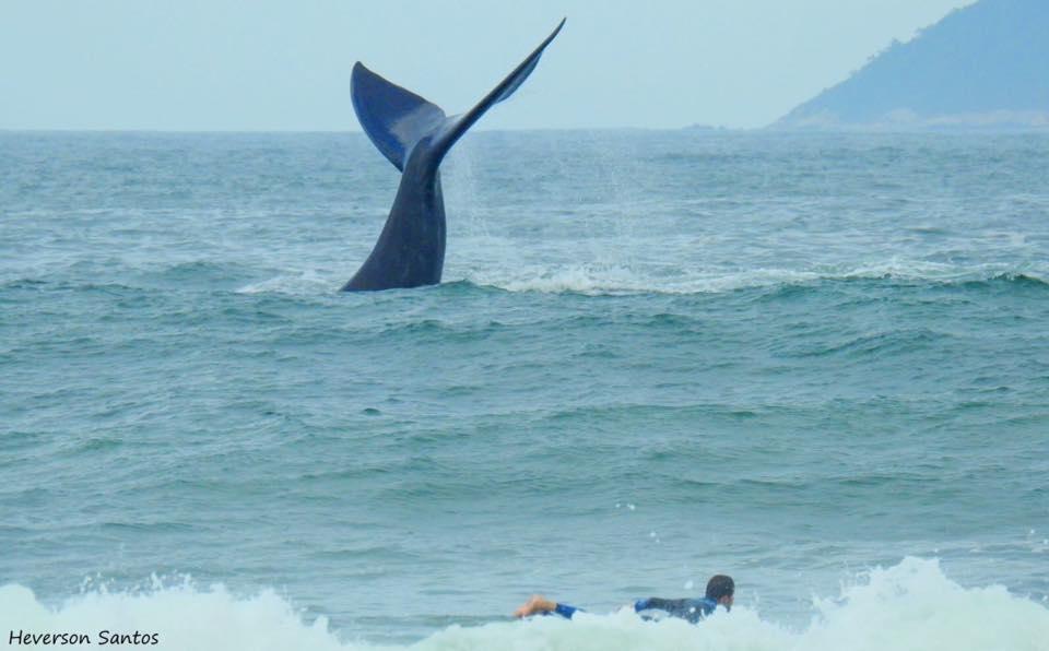 Tranquilidade Na Praia Da Gamboa Garopaba Exterior foto